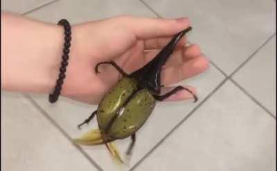 Hercules beetle (Dynastes hercules) the longest extant species of beetle in the world, and is also one of the largest flying insects in the world. (yt video)