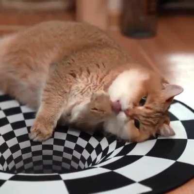 Can cats see optical illusions?