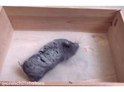 Slow motion chinchilla dust bath