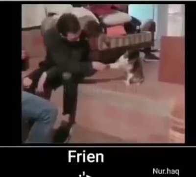 gato pelea xd