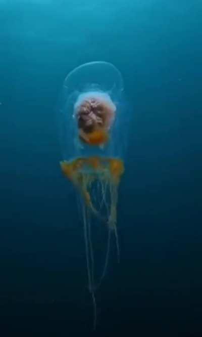 🔥 This Umbrella Jellyfish looks like a Brain floating in a jar