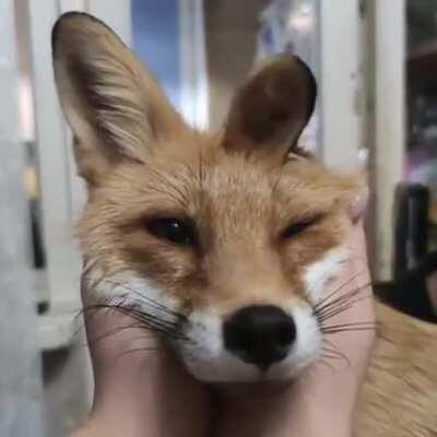 A cute foxxo for you