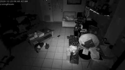 We woke to find our Christmas presents scattered and covered in scratches and tiny holes. Quick review of our pet-cam revealed which fur-butts were responsible…