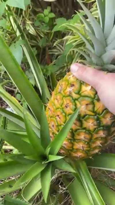 After three and a half years of waiting I finally get to pick my pineapple.