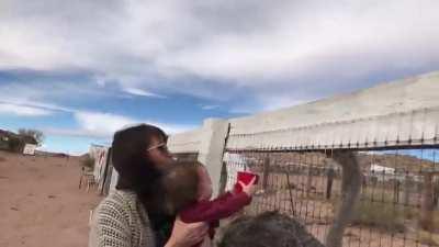 Handing the ostrich-feeding cup to the 2 year old worked out just fine!