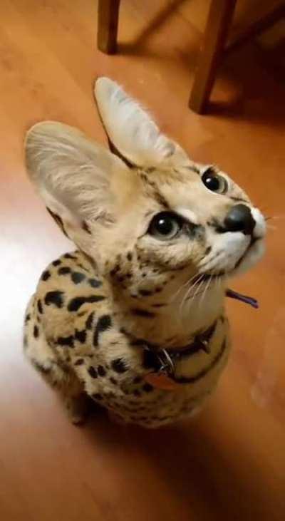 This adorable African Serval is so demanding!