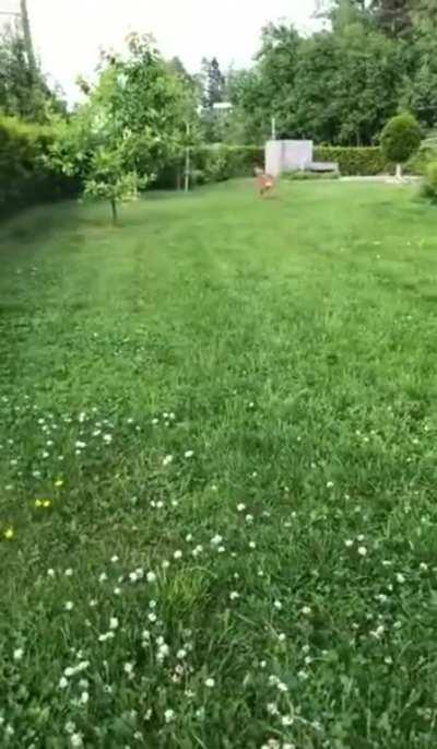 Zooming for the frisbee