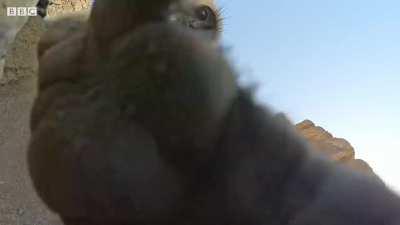 Baby Spycam Monkey Mistaken for Dead and Mourned by Troop