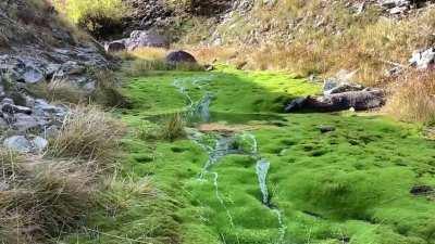 This moss is hydrophobic and repels the stream that’s running over it