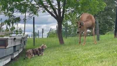 I recently moved to a rural location this year. This is my cat seeing a deer for the first time!