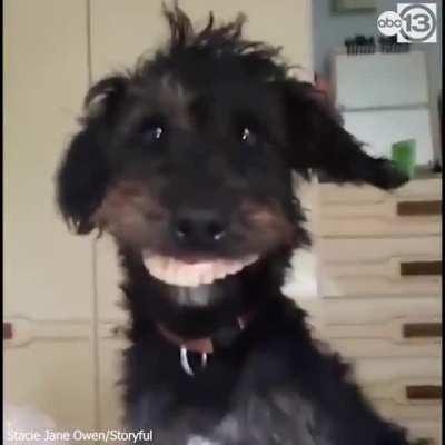 Dog with dentures.