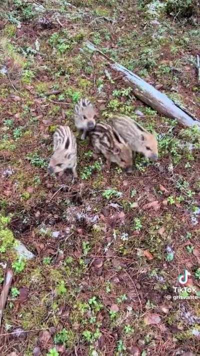 wild pigs in the forest