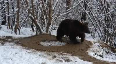 After 20 years of captivity in a small cage at a zoo in Piatra-Neamț, Romania, the bear Ina, freed now, still lives in an imaginary cage.