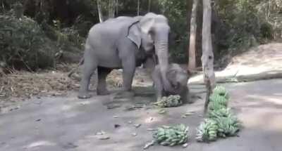 Baby elephant playing with banana bunch and hay in India