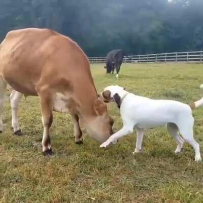 Happy cow playing with a dog