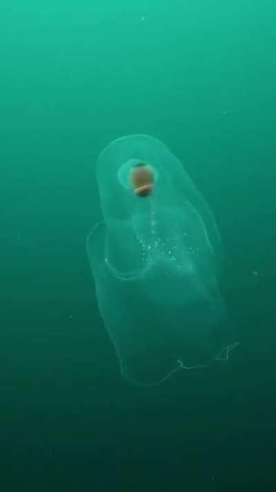 🔥 Sea Butterfly