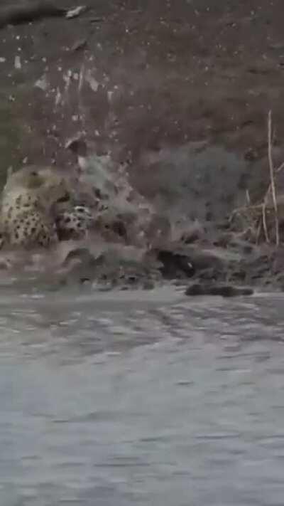 🔥 A crocodile grabs a cheetah 🔥