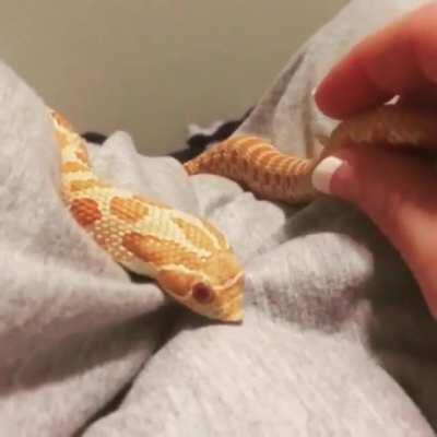 Snek does a cute wiggle