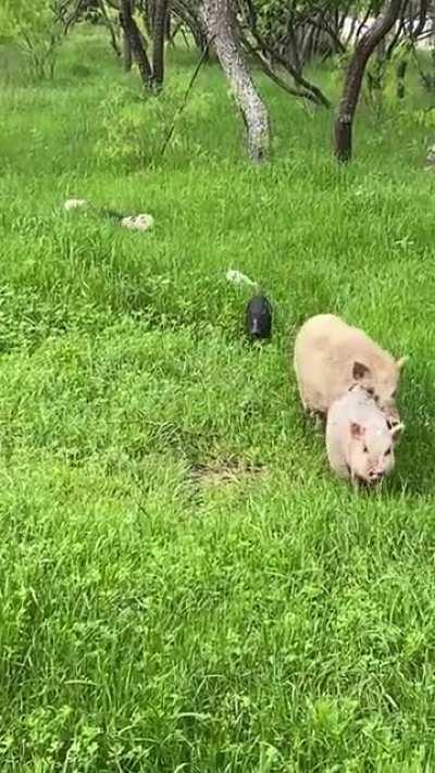 A Whole Family Of Pigs Going On An Adventure