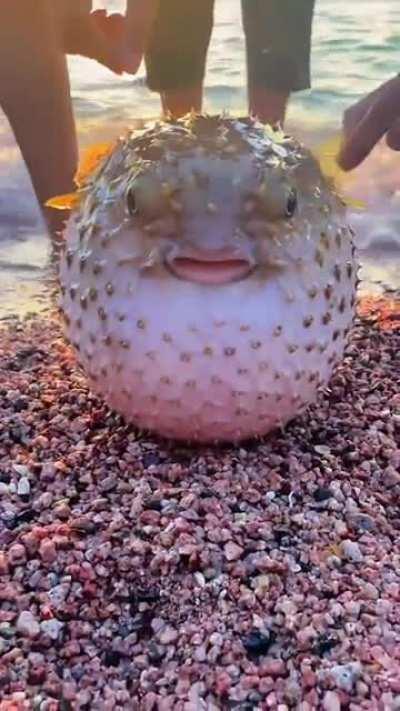 🔥 A puffer fish