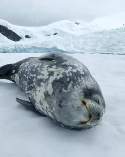 The sounds made by the sleeping seal