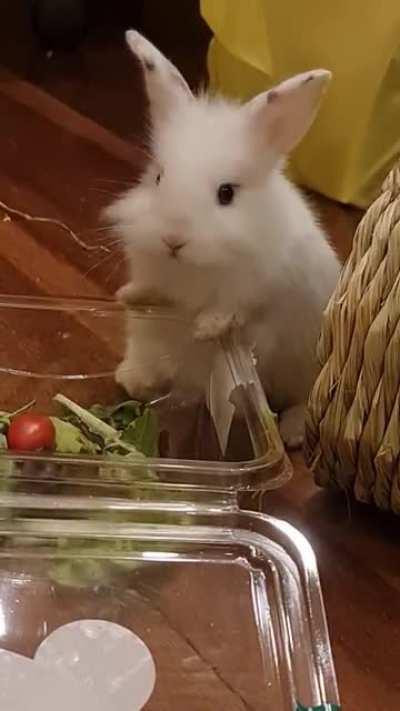 Shiro getting his daily dose of salad, that might be too big for him