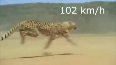 Cheetah Running at Full Speed