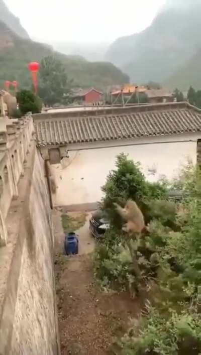 Smart Monkey...