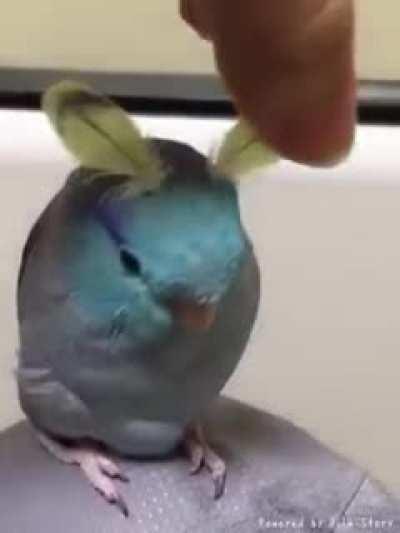 Bunny birb