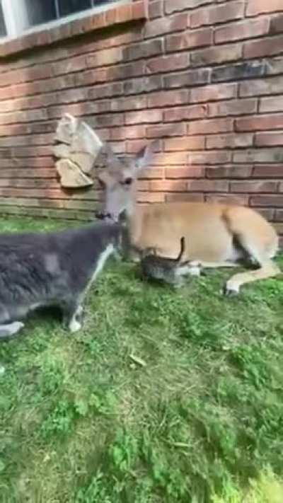 A Kitten Snuggles With A Deer