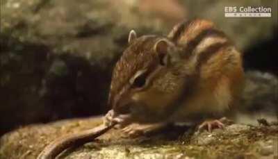 Chipmunk grabs a snake and starts eating its face