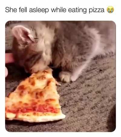 Cat falls asleep eating pizza.