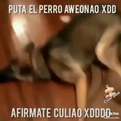 perro weon afírmate