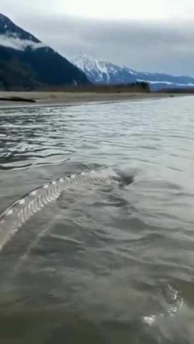 A huge Sturgeon in British Columbia