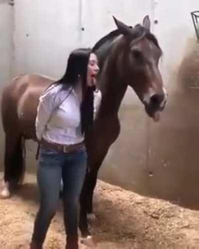 Teaching the horse how to show his tongue.