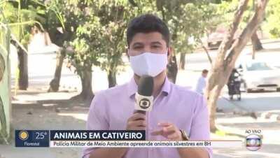 Repórter falando sobre animais silvestres e o maluco lá atrás perseguindo uma galinha com uma pá