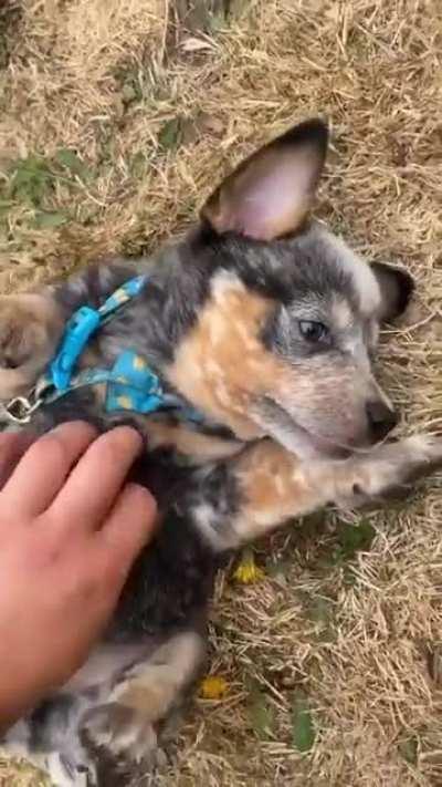 Here’s a Blue Heeler pup