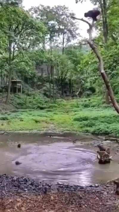 🔥 Monkeys having fun and jumping off a small tree into a natural pool of water