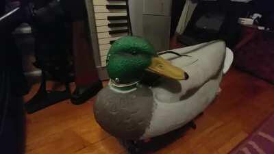 My terrifying Roboduck-boat. The servo stop in the neck broke, so now it's auditioning to be in the waterfowl remake of the Exorcist. (OC)