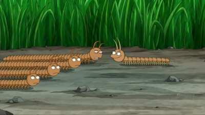 millipedes and centipedes