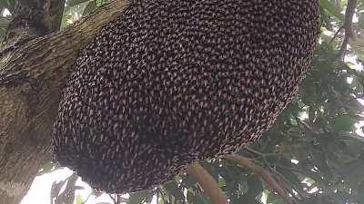 Honeybees doing a Defense Wave