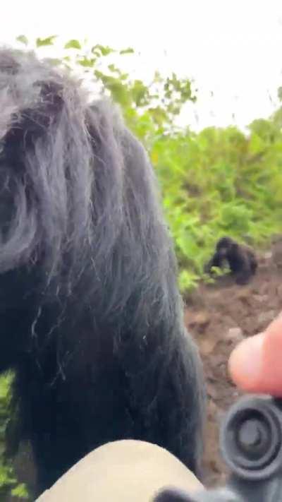 A close(very, very close) encounter with a Silverback Mountain Gorilla