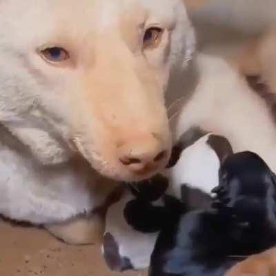 Mama dog living under a house with her pups gets cleaned up and rescued