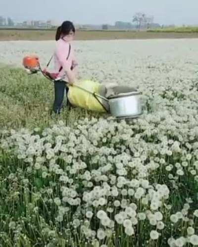 Dandelion farming