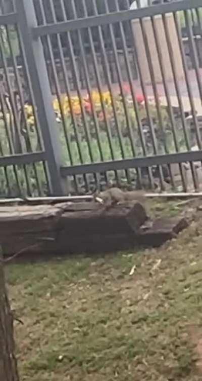 This squirrel trying to go through a fence.