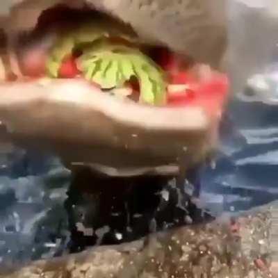 This hippo eating a watermelon