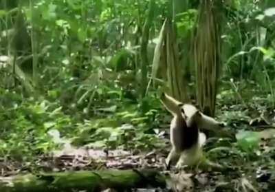 🔥 Defensive reaction of an anteater to a hawk attack.