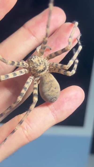 Yiinthi chillagoe, a large cave-dwelling huntsman from North Queensland, Australia.