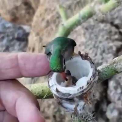 🔥 it never occurred to me how tiny humming bird babies would be 🔥