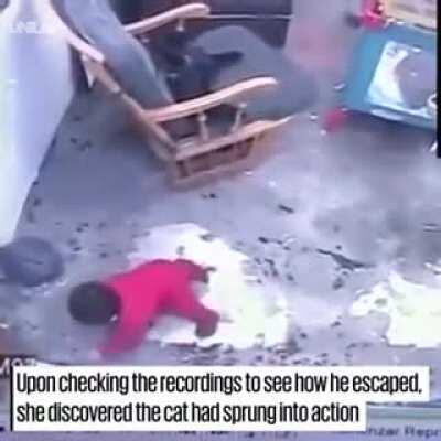 Cat saves a baby from falling down the stairs!